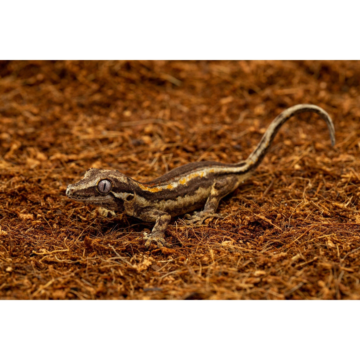 ReptiEarth Breeder Blocks (CPU)