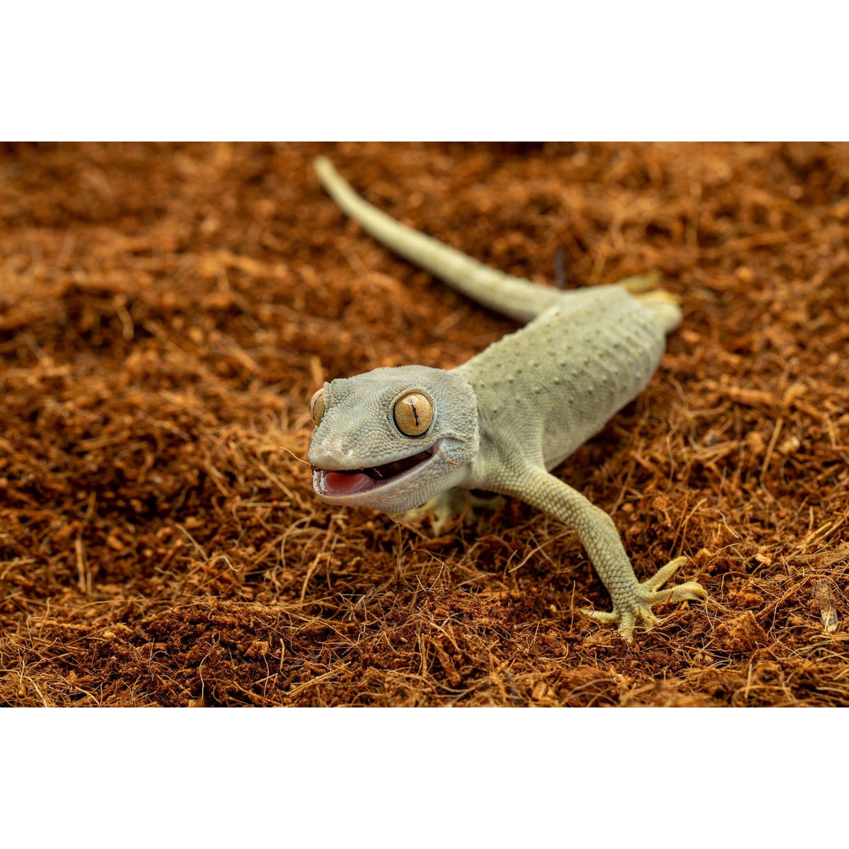 ReptiEarth Breeder Blocks (CPU)
